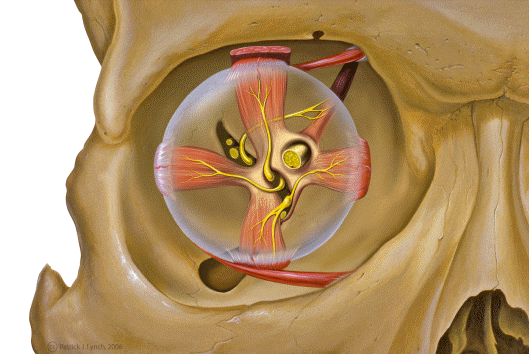 Anterior view of orbital anatomy